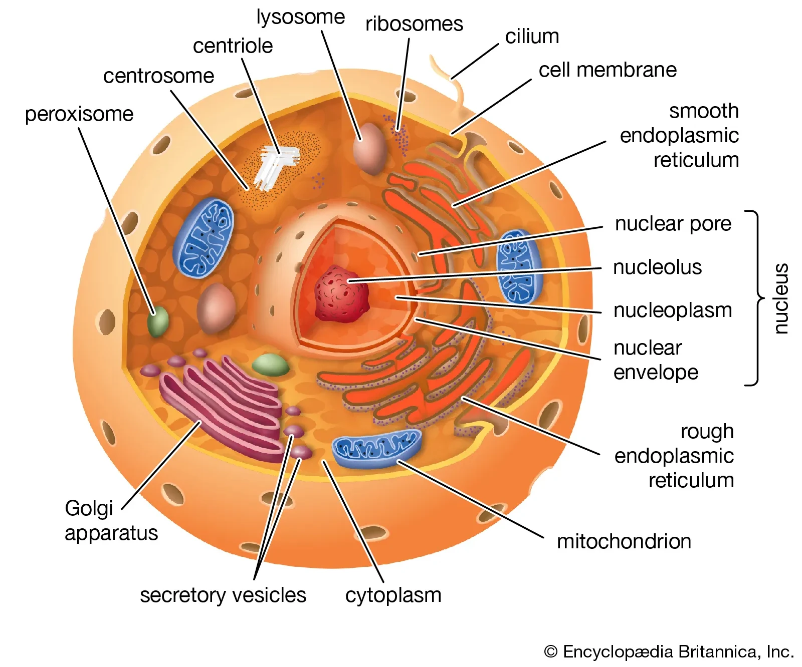 A diagram of an animal cell