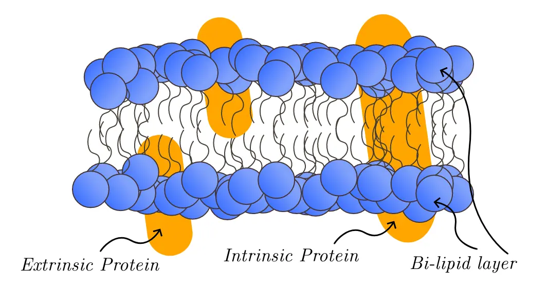 A diagram of the bilipid layers of a cell membrane