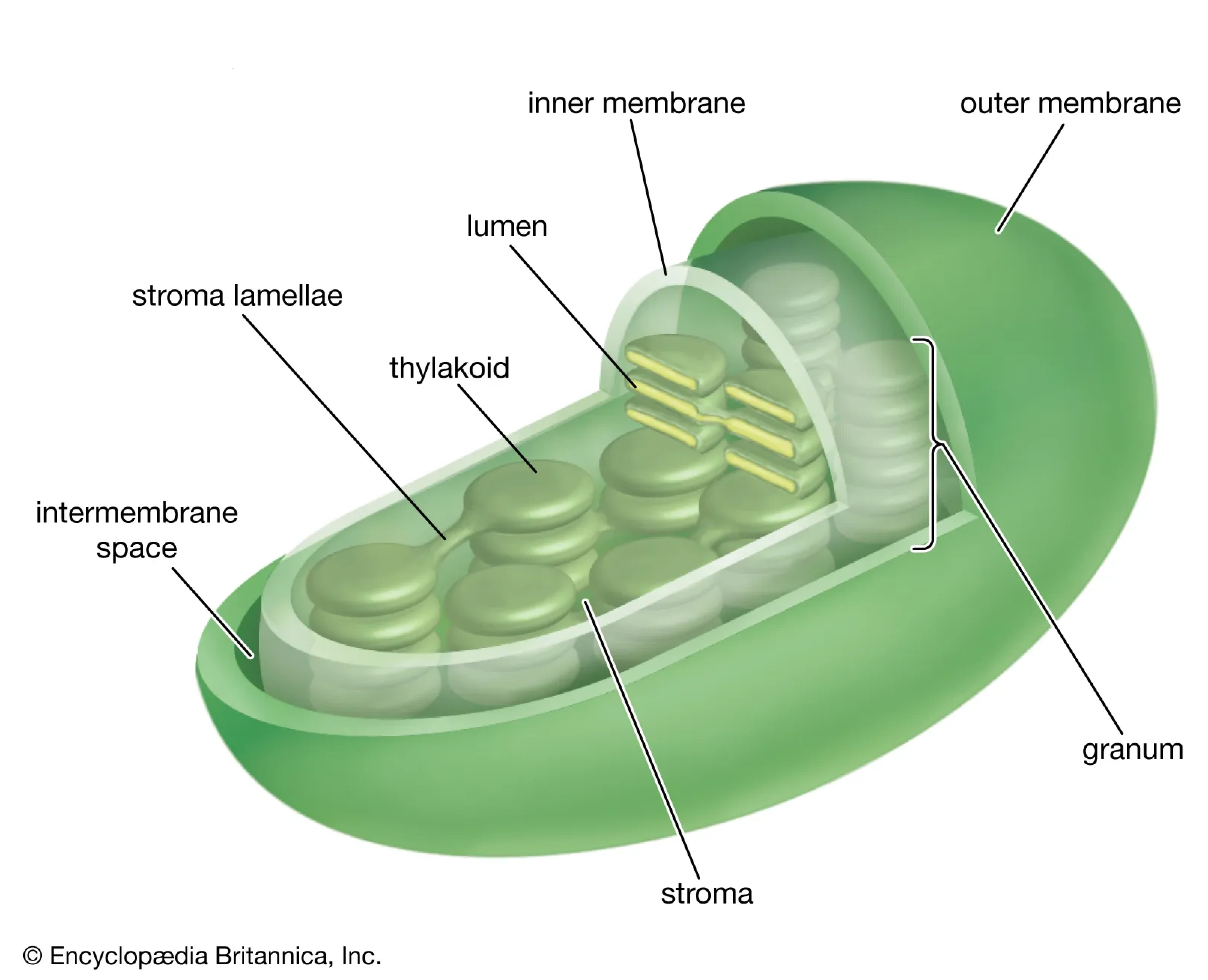 A diagram of a chloroplast