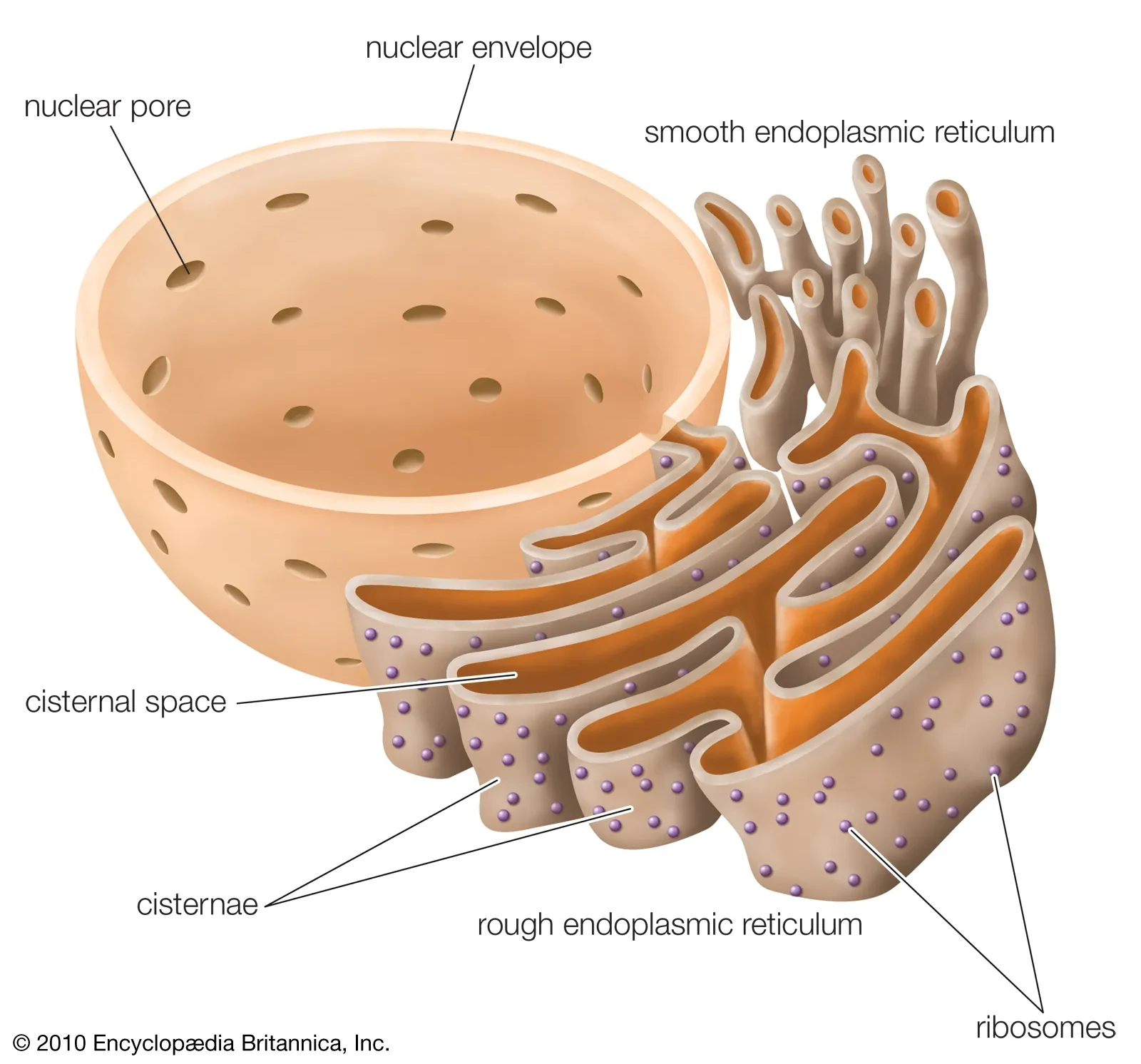 A Endoplasmic Reticulum Diagram