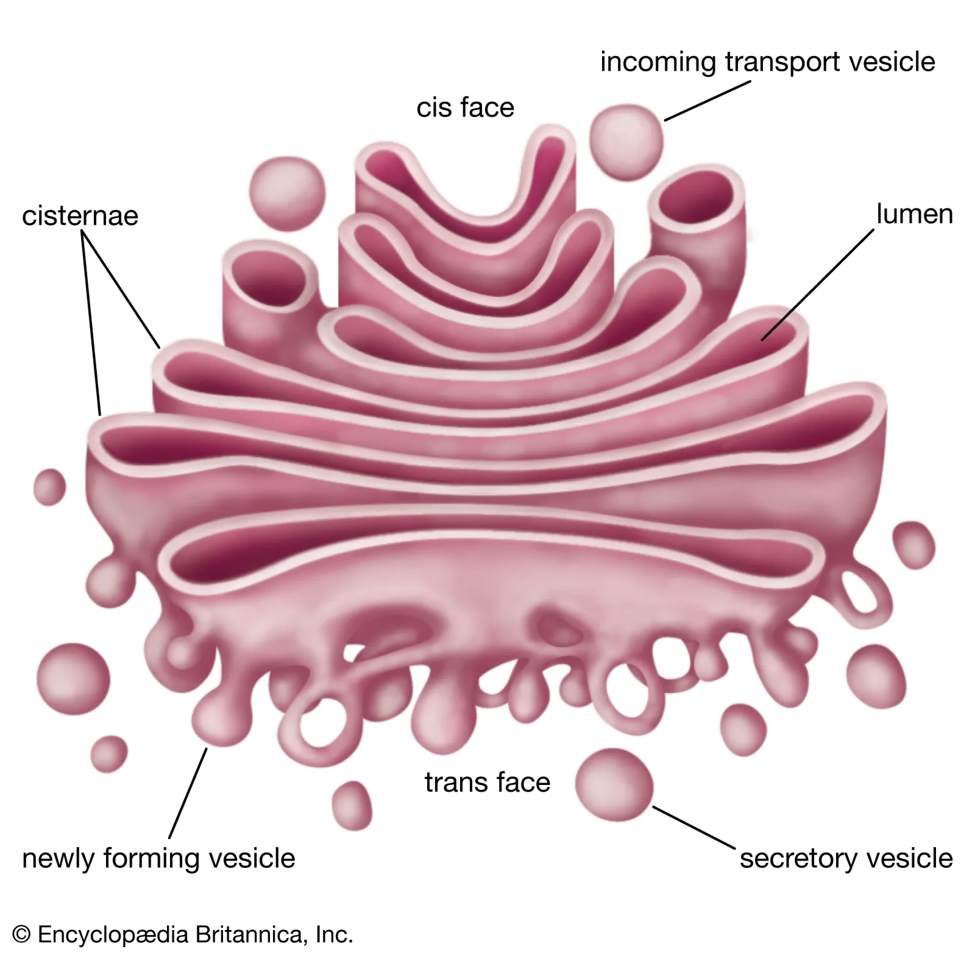 A golgi apparatus Diagram