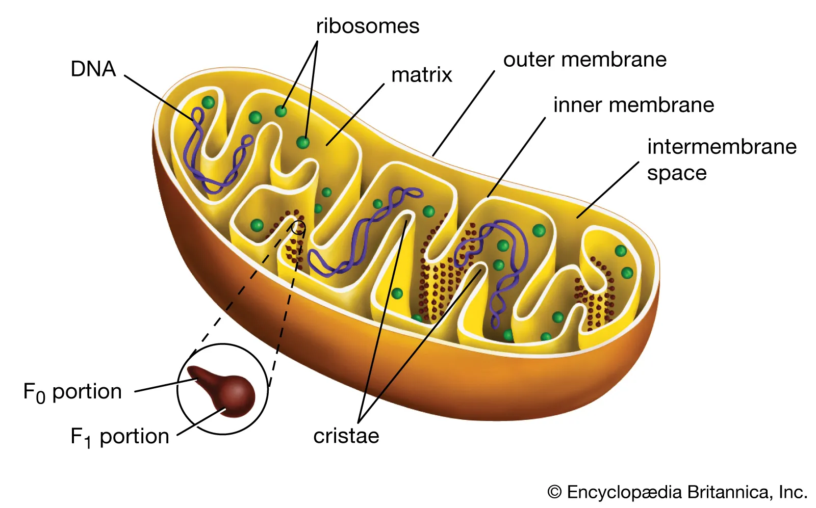 A diagram of a mitochondria