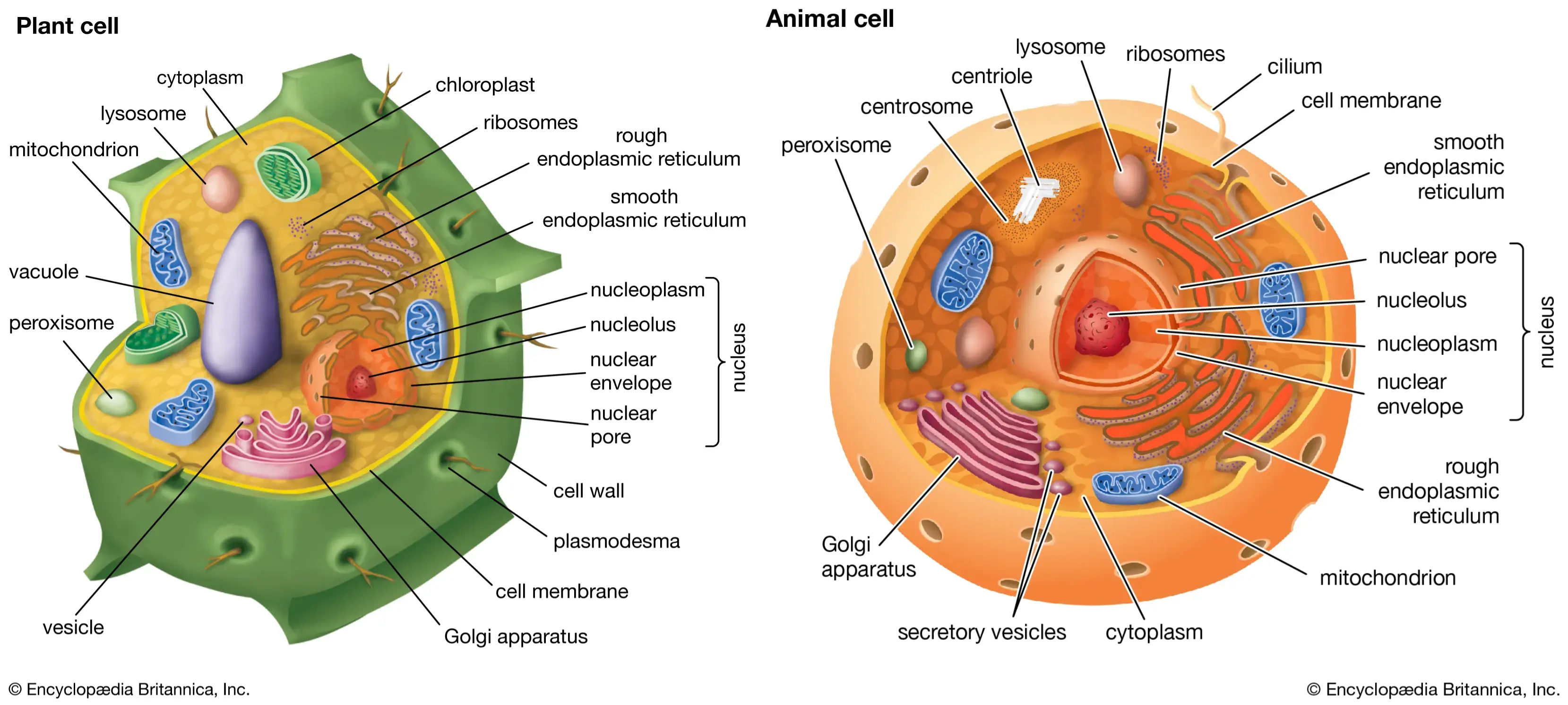 Comparison of a plant cell and animal cell side by side.