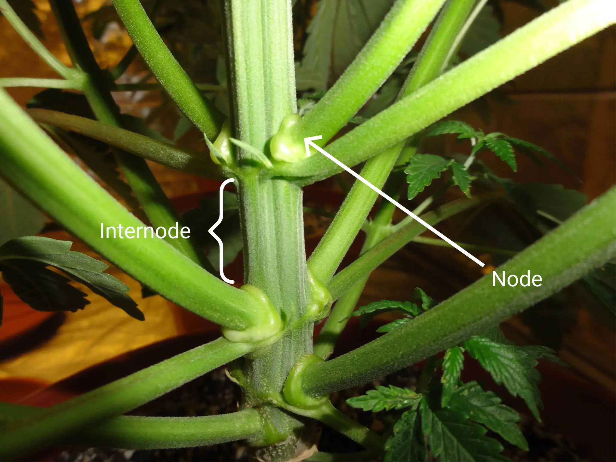 A plant with nodes and internodes labelled