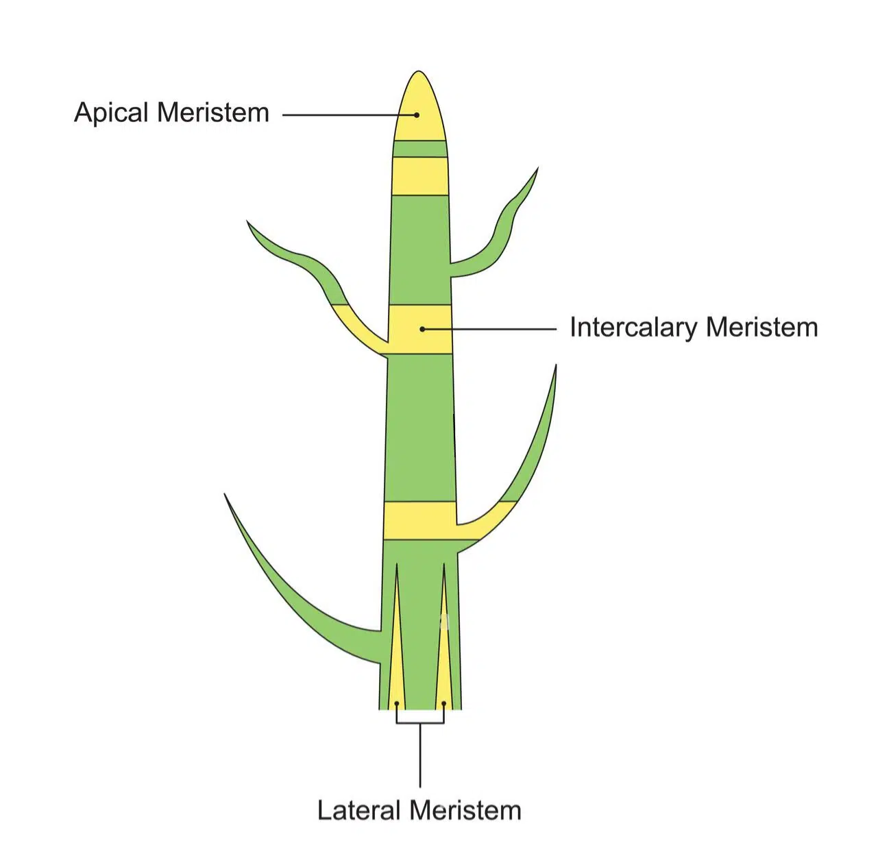 Diagram Showcasing Different Types of Plant Tissues
