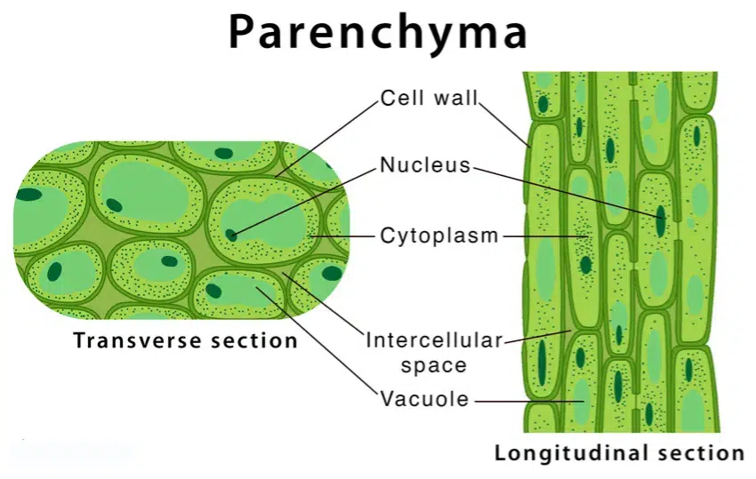 Image showing parenchyma tissue