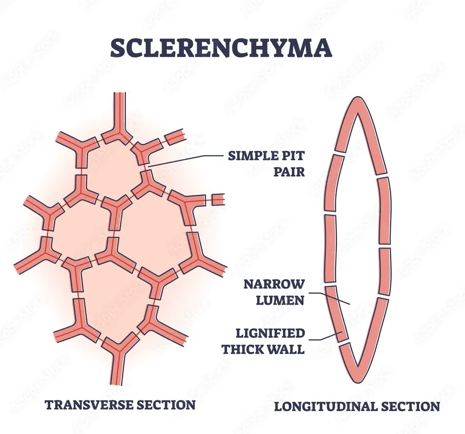 Image showing sclerenchyma tissue