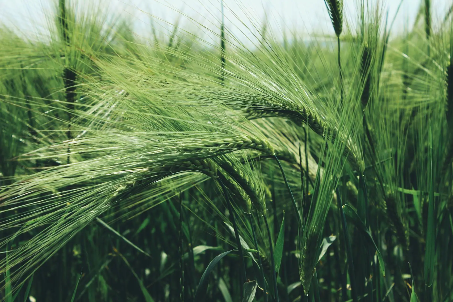 Green rice plant with full panicles