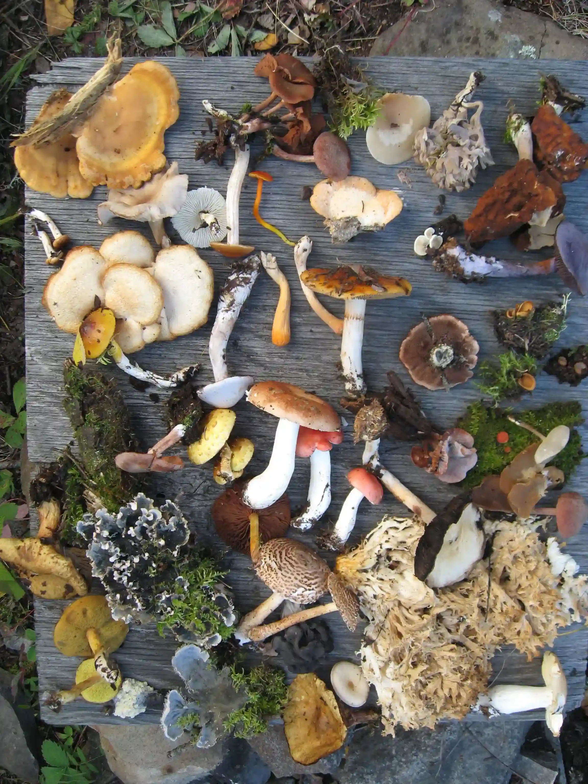 Image featuring the multiple types of fungi found in Saskatchewan, Canada.